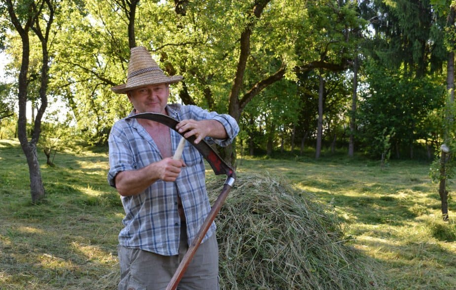 Mihai cutting grass with scythe romania