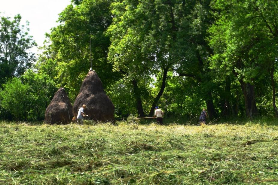 hay making in breb