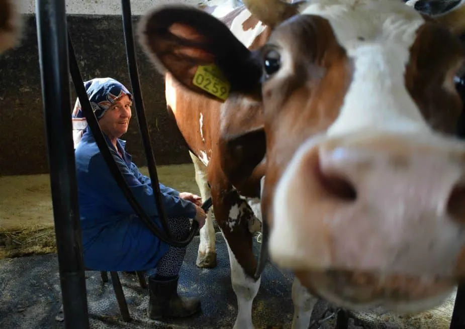 Airbnb Slovenia Happy Cow