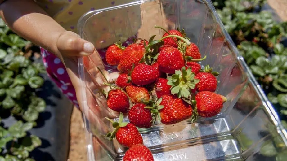  Beerenbergs Strawberry Farm