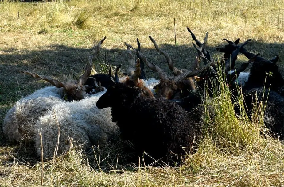  Hungarian Racka horned sheep. Traditional breed Hortobagy