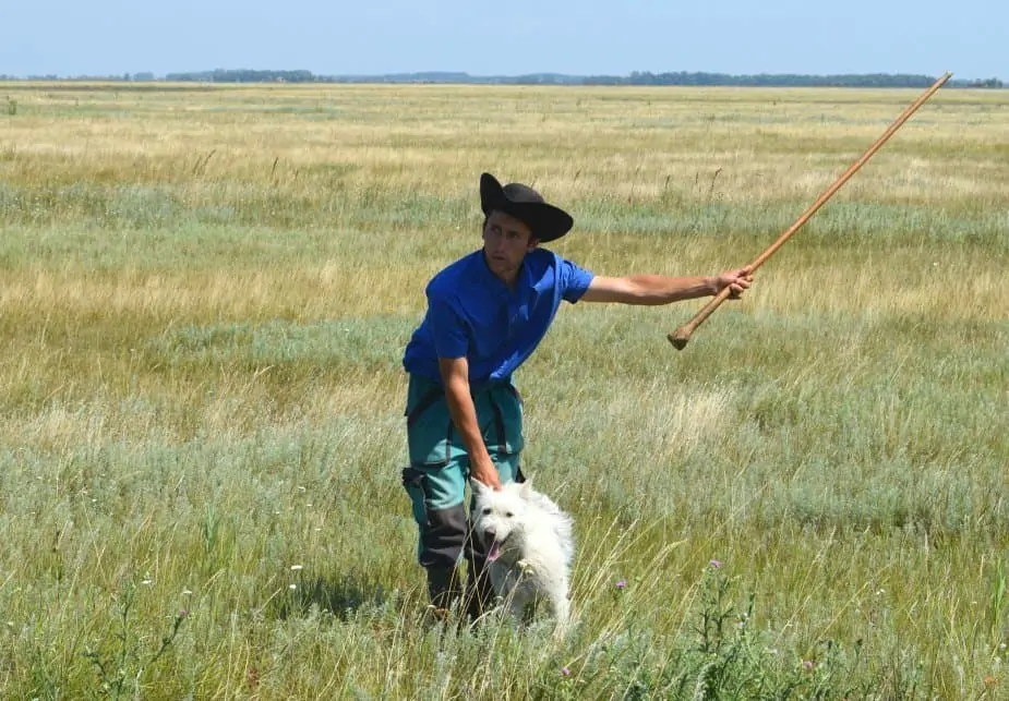 Hungarian shepherd and cattle dog herding grey cattle at Hortobagy