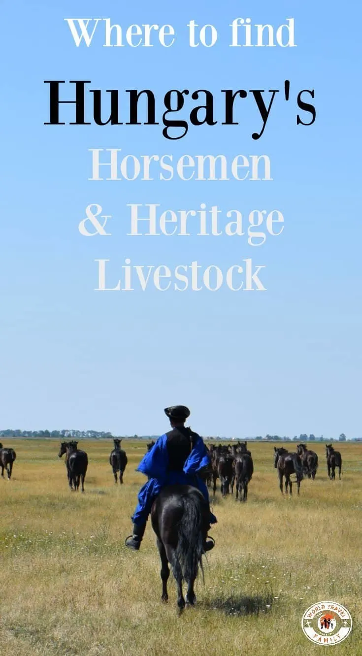 Hungary's Horsemen and Heritage Livestock