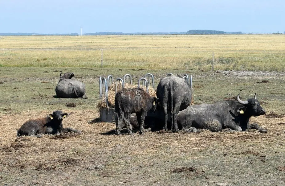 Waterbuffalo in Hungary and Romania