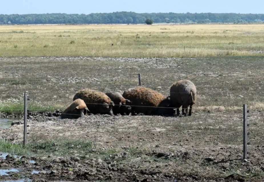  curly haired Hungarian pigs Great Hungarian plain