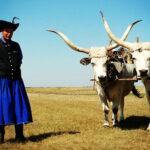 hungarian horseman in blue with long horn cattle at Hortobagy national Park in Hungary