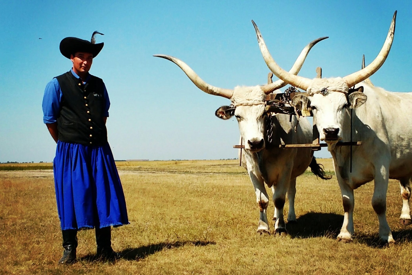 hungarian horseman in blue with long horn cattle at Hortobagy national Park in Hungary