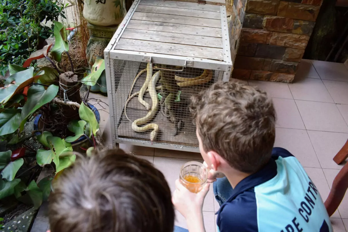 Kids looking at snakes in a small zoo near Saigon Vietnam