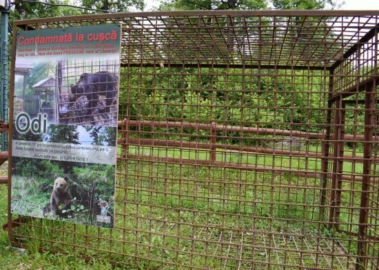 Brasov Bear Sanctuary Bear Cage Romania 