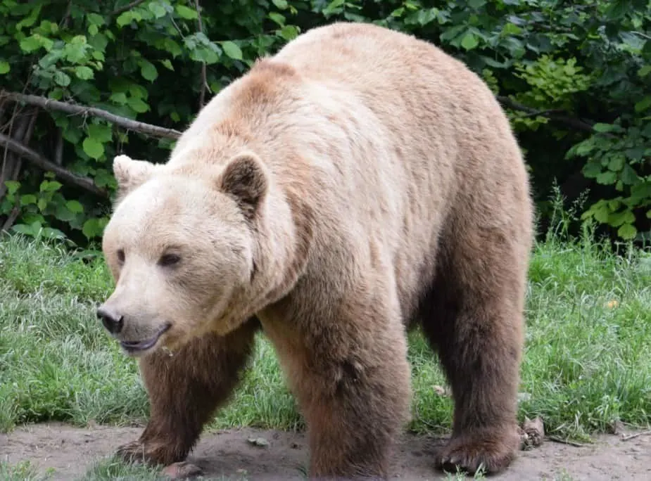 European Brown Bear at the Bear Sanctuary near Brasov