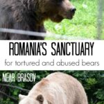Romania Sanctuary for bears near brasov