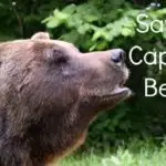 Saving Captive Bears in Romania Brasov Bear Sanctury