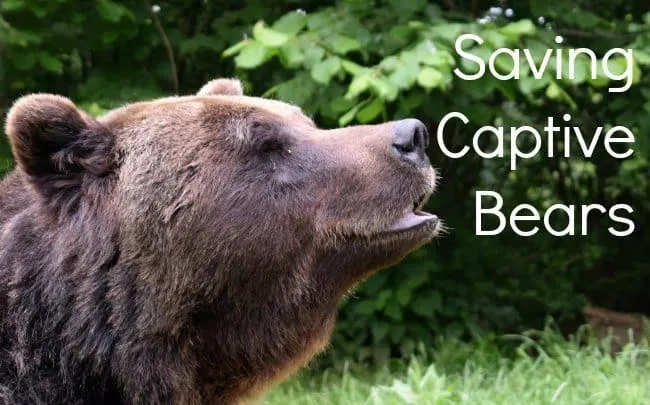 Saving Captive Bears in Romania Brasov Bear Sanctury