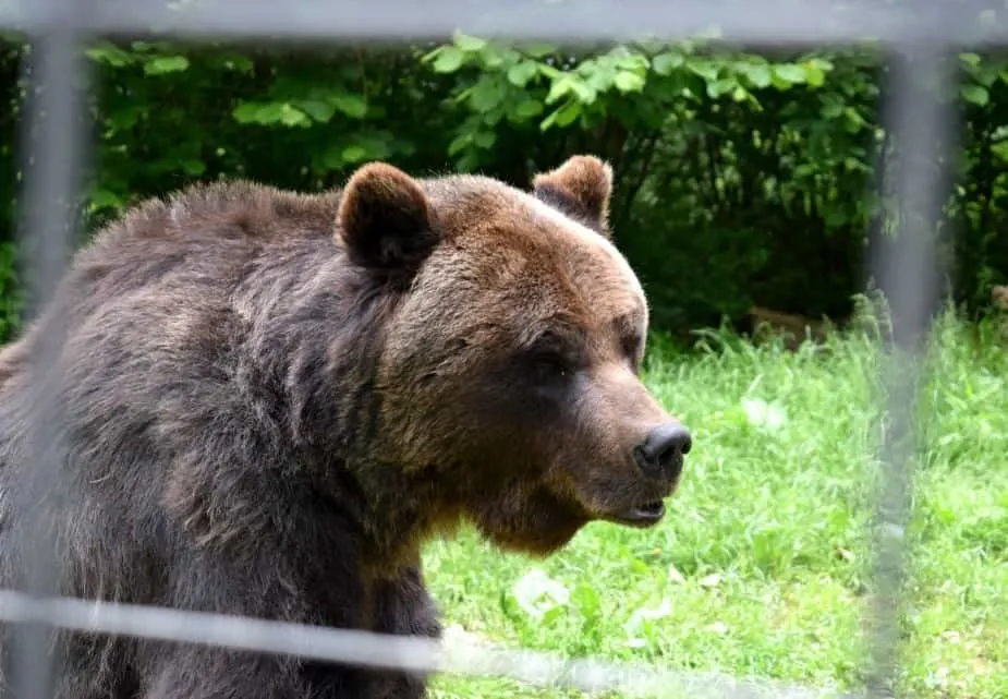 The Brasov Bear Sanctuary Max Blind Bear Rescued from Peles Castle Romania