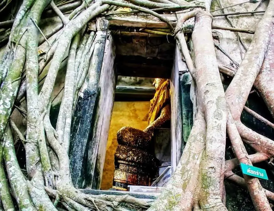 Temple in a tree Amphawa guided tour from Bangkok