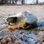 Heavy Frost Romania Winter Skull