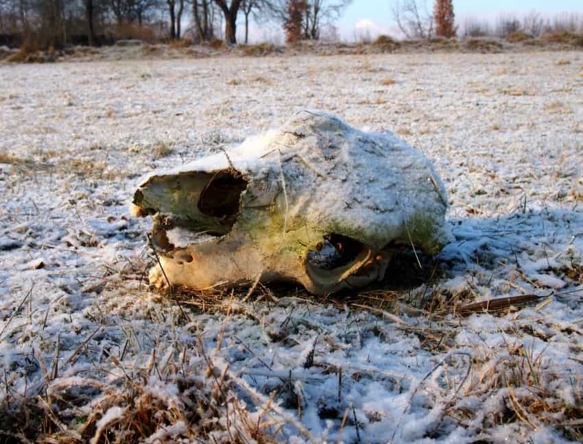  Heavy Frost Romania Winter Skull