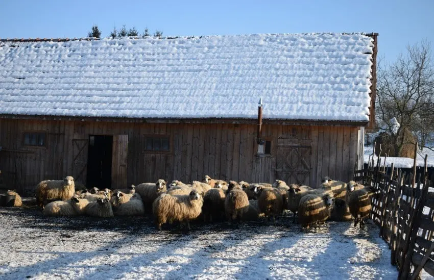 January in Breb Romania Sheep in the village