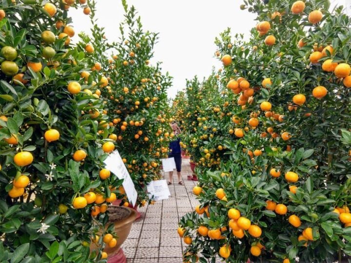 Kumquats & Tet. Hoi An Kumquat Festival and Kumquat Trees