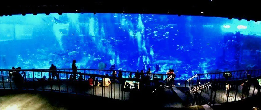 Places to see in Singapore SEA Aquarium