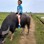 Child on Holiday in Hoi An Vietnam Sitting on a Water Buffalo in the Rice Paddies