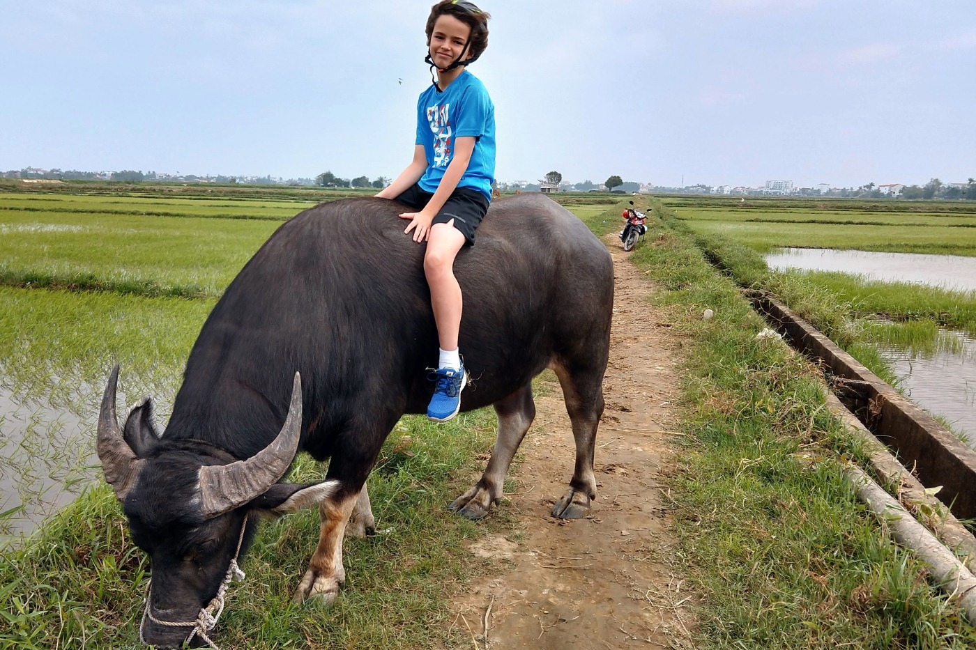 Child on Holiday in Hoi An Vietnam Sitting on a Water Buffalo in the Rice Paddies