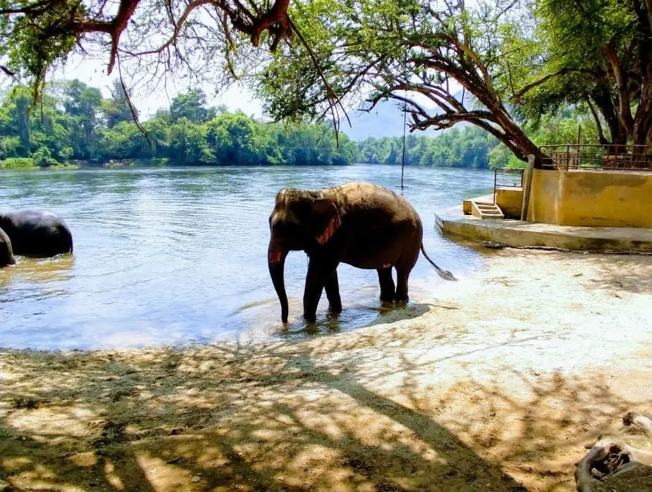 See Elephants in Thailand from Bangkok. Etical Elephant Rescue Kanchanaburi Itinerary for Thailand