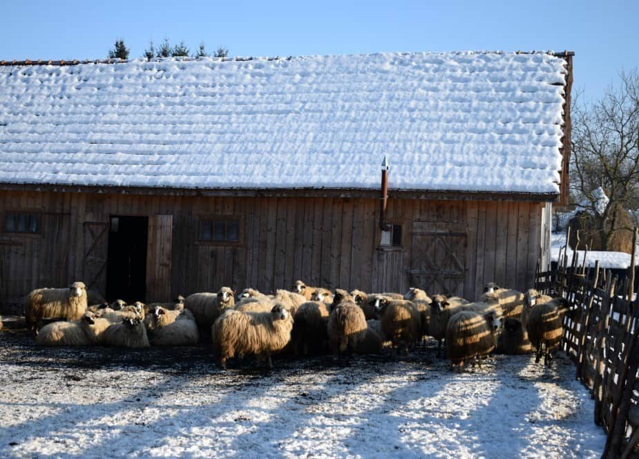 Sheep in the village of Breb Romania