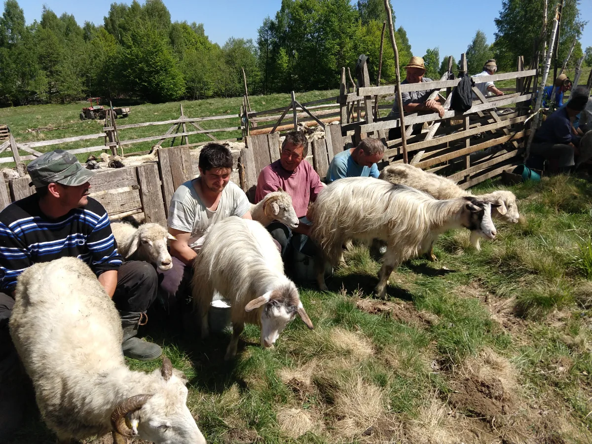 milk sheep Romania