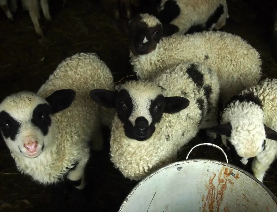 Spring lambs in Romania Breb Maramures