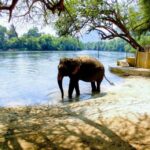 Day Trip to see elephants from bangkok