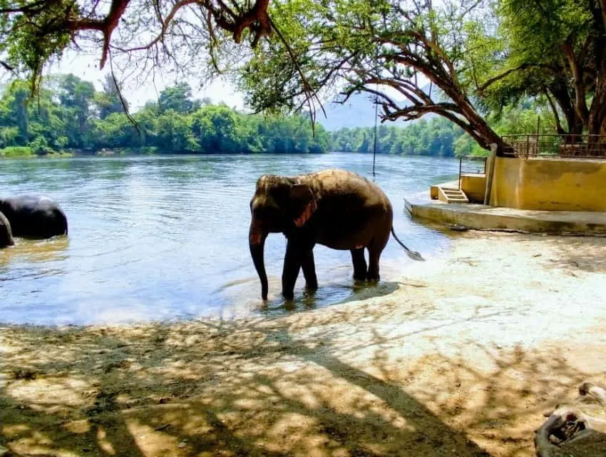 Day Trip to see elephants from bangkok