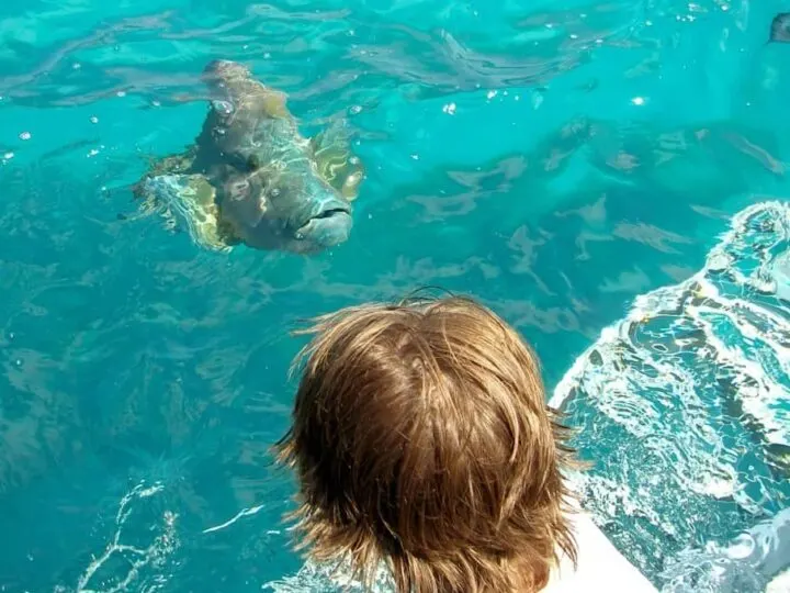 Seeing huge fish on the Great Barrier Reef from Port Douglas. Giant Maori Wrasse