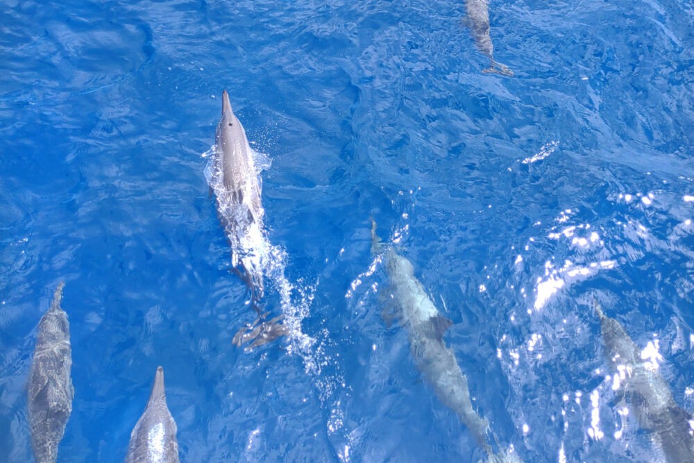 seeing dolphins port douglas