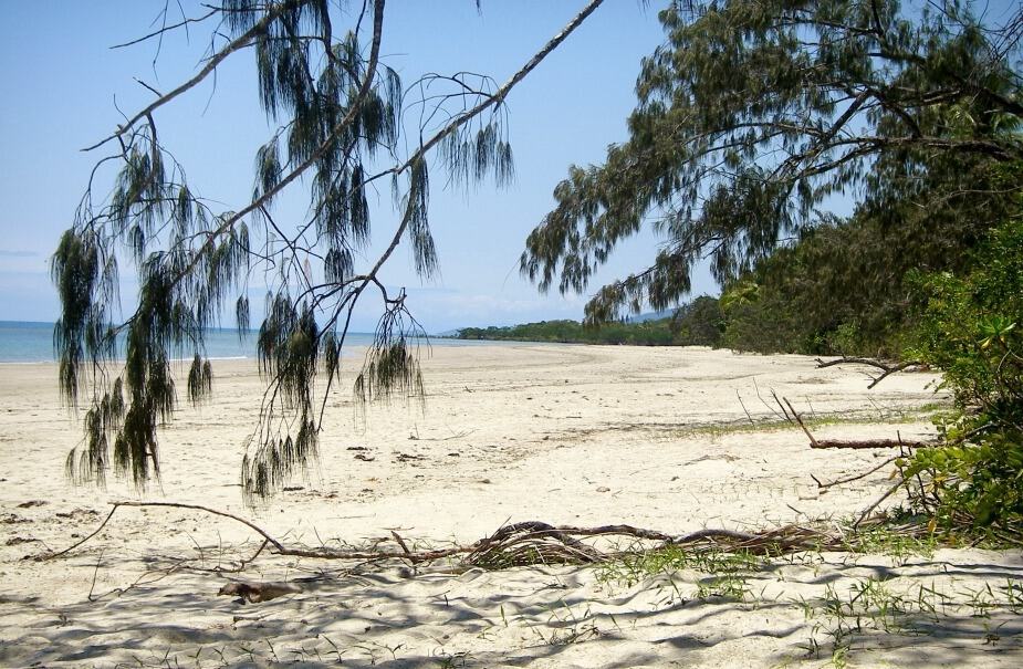 Cape Tribulation and Daintree Rainforest. Where the reef meets the rainforest. Daintree beach view