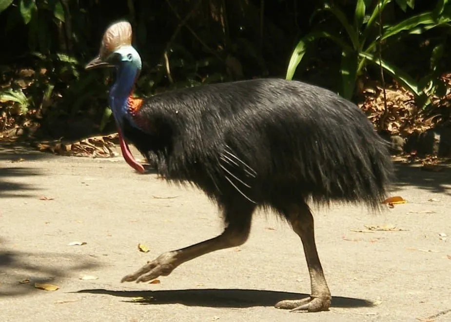 Cassowary Daintree Rainforest Cape Tribulation