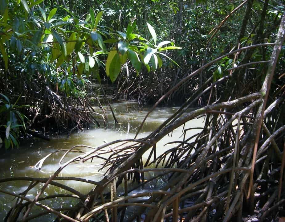 Daintree Rainforest Boardwalks and walks. Mangrove swamps