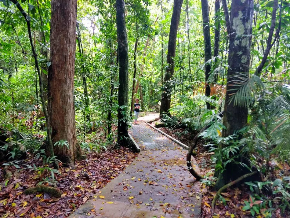 Walking Marrja Botanical Walk Cape Tribulation