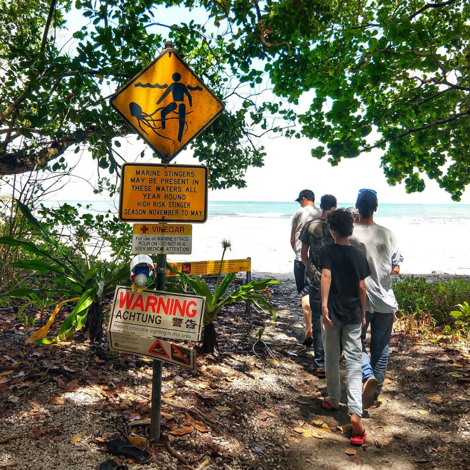 Wildlife in the Daintree Rainforest