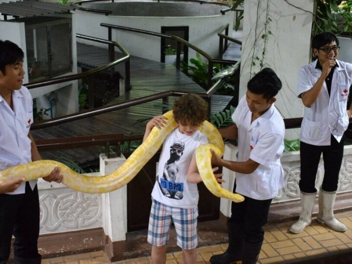 snakes backpacking south east asia