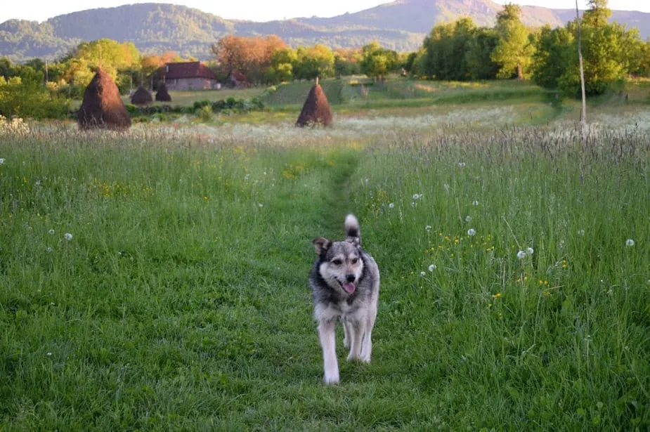 dogs in romania, assume they're not friendly and that there is a rabies risk until you know them well