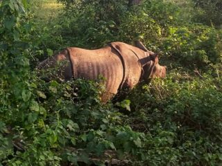 Rhino in Sauraha Chitwan National Park Nepal