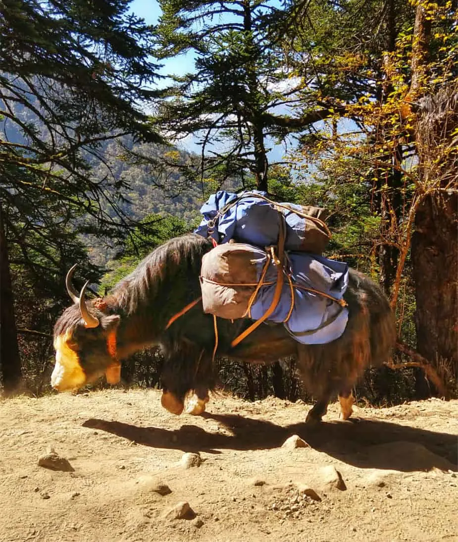 Yak on the Everest Base Camp Trek.. Difficulties and Dangers