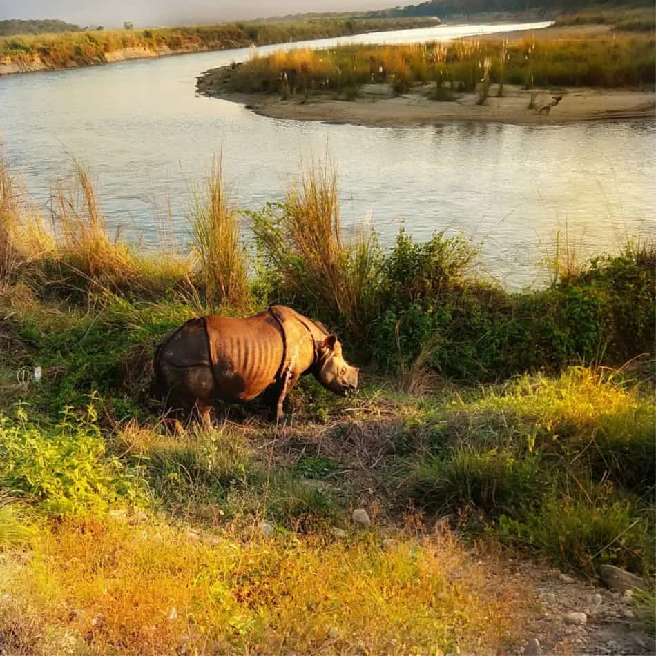 rhino in sauraha