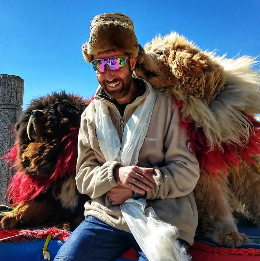 Tibetan Mastiff