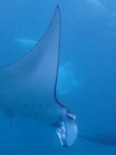 snorkeling with manta rays off bali