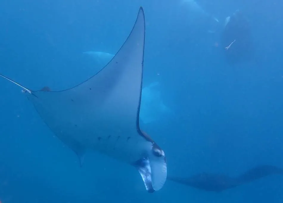 snorkeling with manta rays off bali