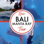Bali Manta Ray tour