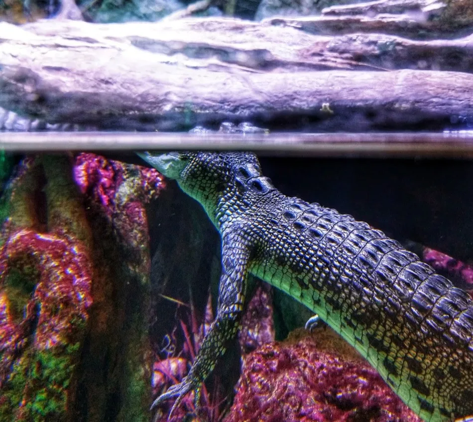 Salt water crocodile at Cairns aquarium