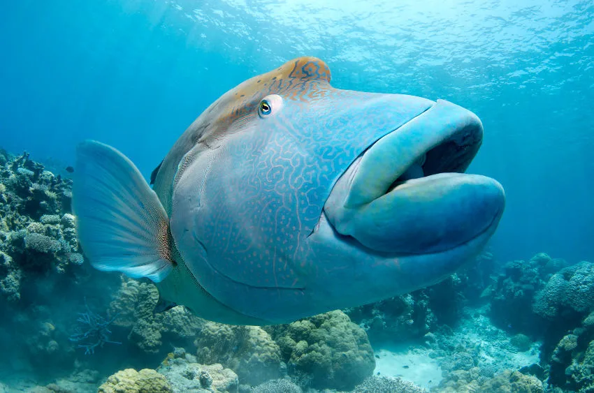 Maori Wrasse